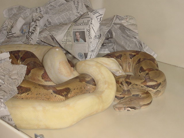 Khal Albino X D-Het Sunglow