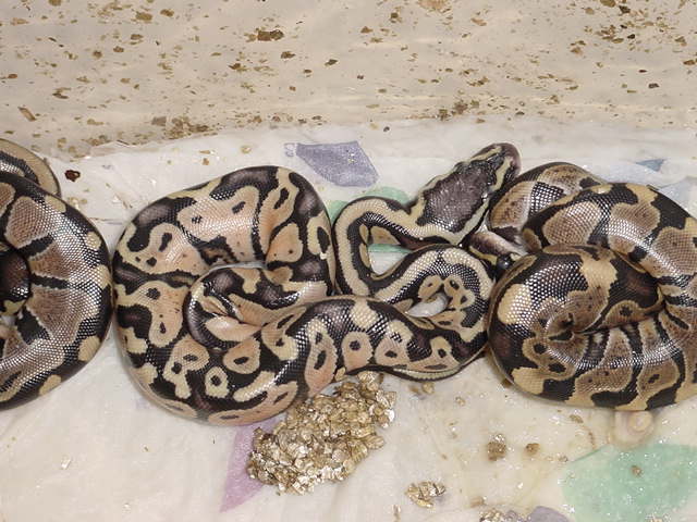 PASTEL