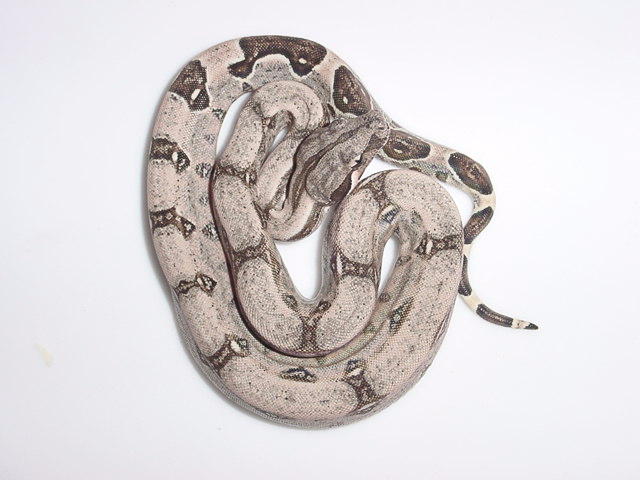 Boa