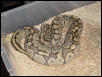 Ghost Ovulation