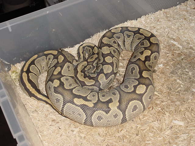 Ghost Ovulation