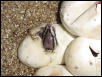 PAstel Het Ghost
