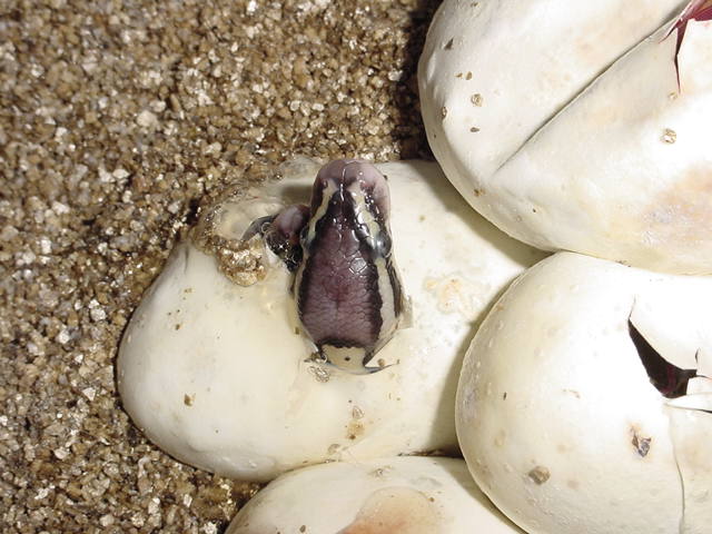 PAstel Het Ghost