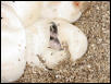 PAstel Het Ghost