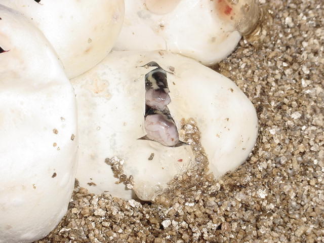 PAstel Het Ghost