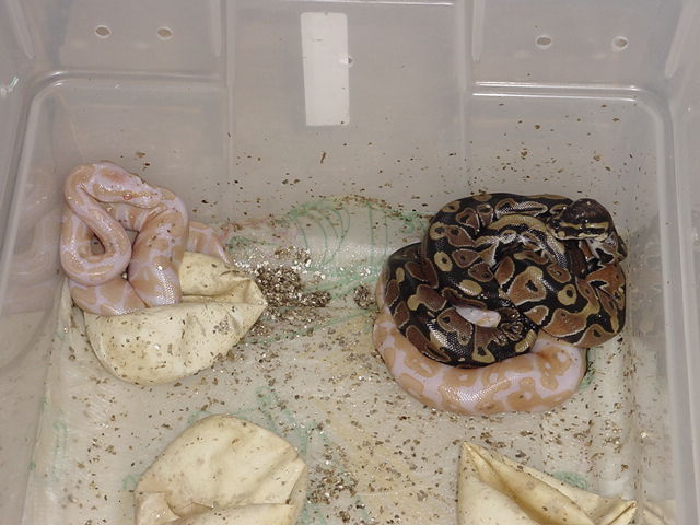 03' Albino