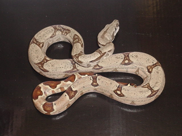 04 male Salmontine