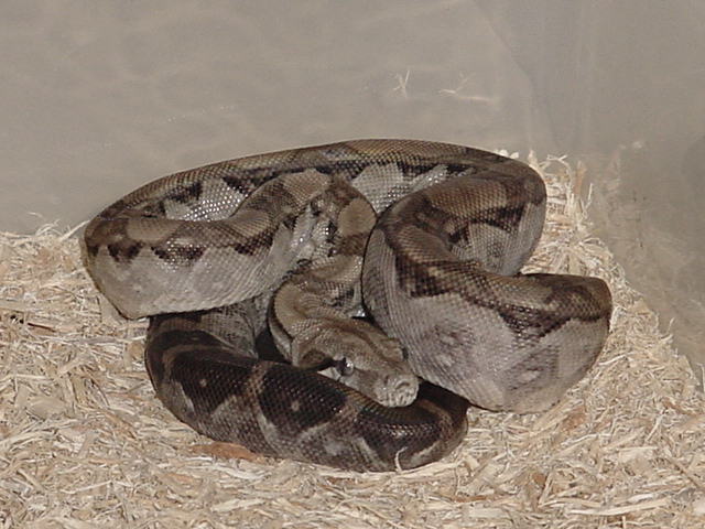 CA Ghost