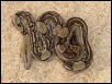 Striped C.A. Boa