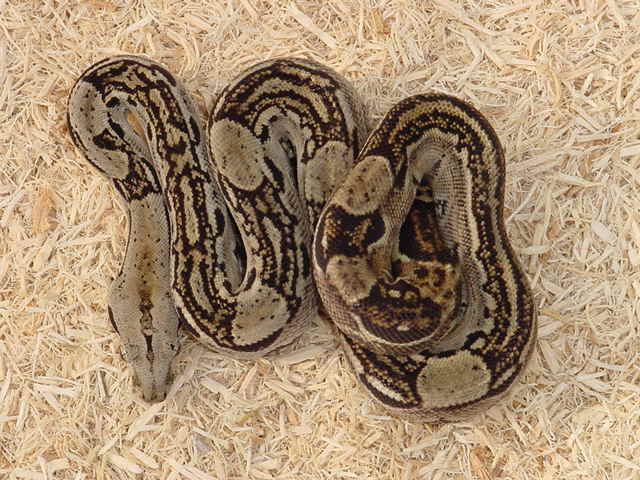 Striped C.A. Boa