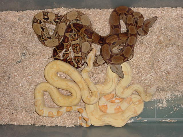 Khal, Calico, F-3, Sharp