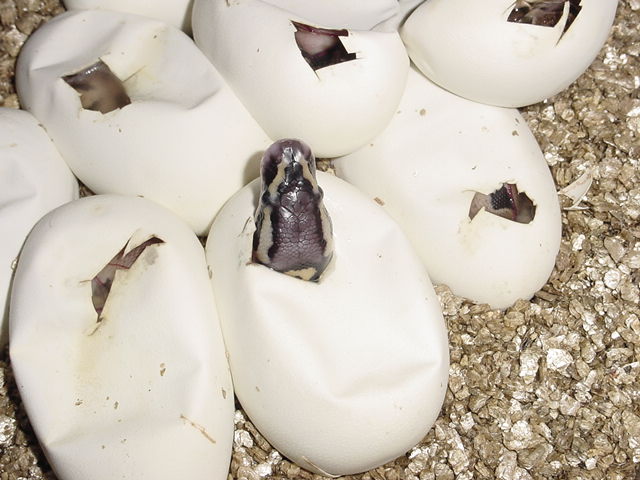 Pastel Offspring
