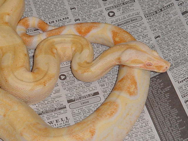 Sharp Male