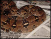Ovulation Pic