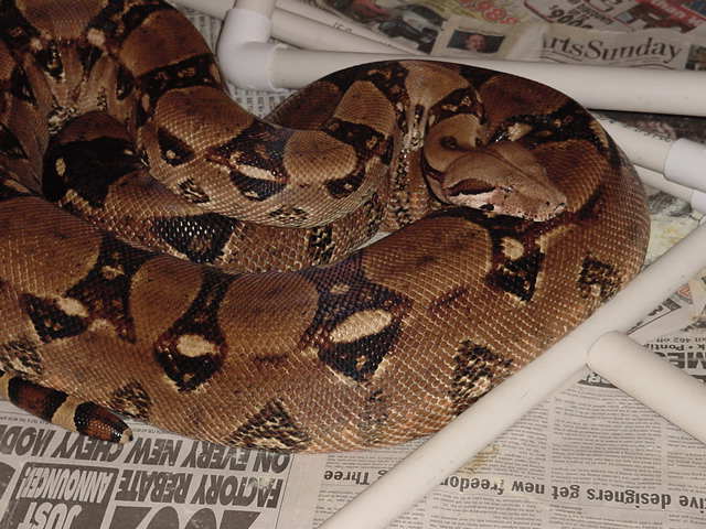 Ovulation Pic