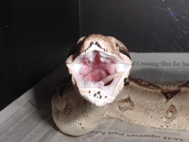 Chew Before you Swallow