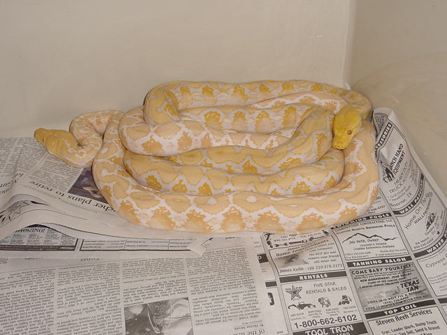 albino