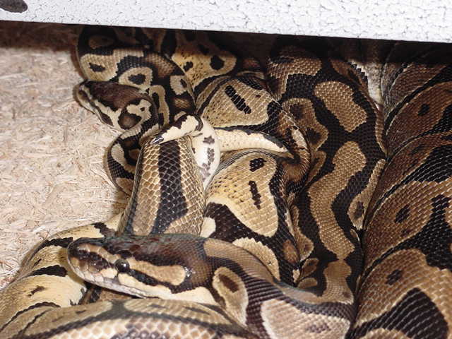 Pastel X Normal