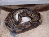 Poss Het Clown Eggs