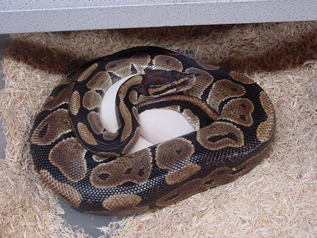 Poss Het Clown Eggs
