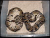50% poss het clowns