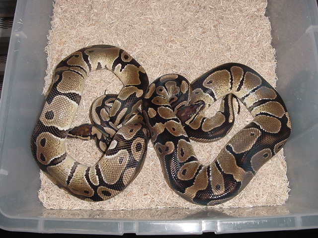 50% poss het clowns