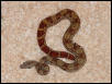 HypoCABoa