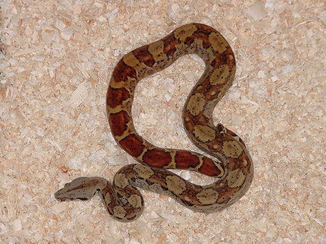 HypoCABoa