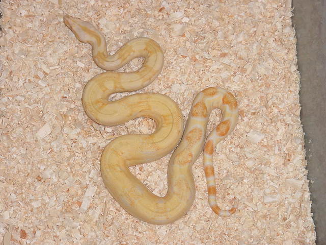 Sharp Male
