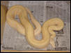 Male
