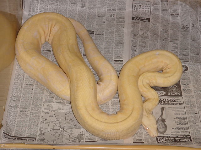Male
