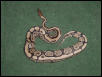 Ovulation Pic