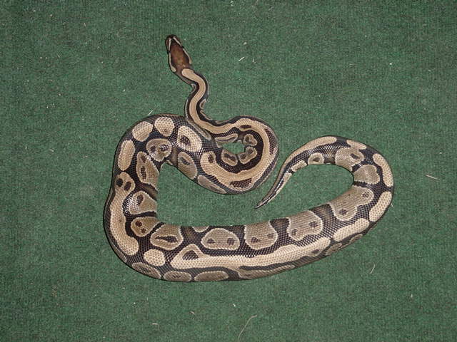 Ovulation Pic