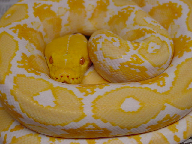 OW Retic