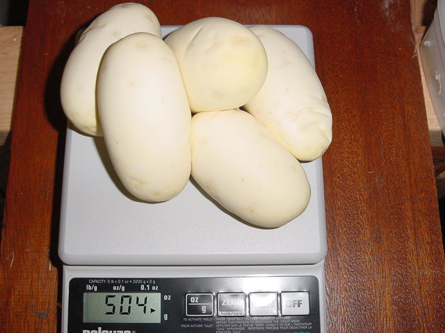 eggs