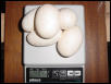Poss Het Axanthincs