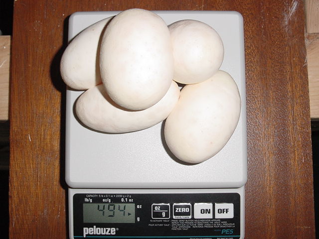 Poss Het Axanthincs