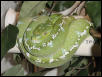 Female