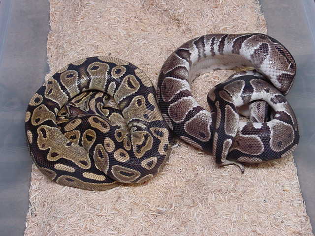Axanthic