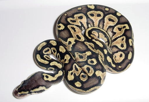 03' Graziani Pastel