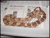CA Hypo