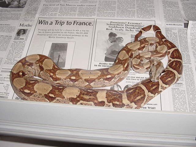 CA Hypo