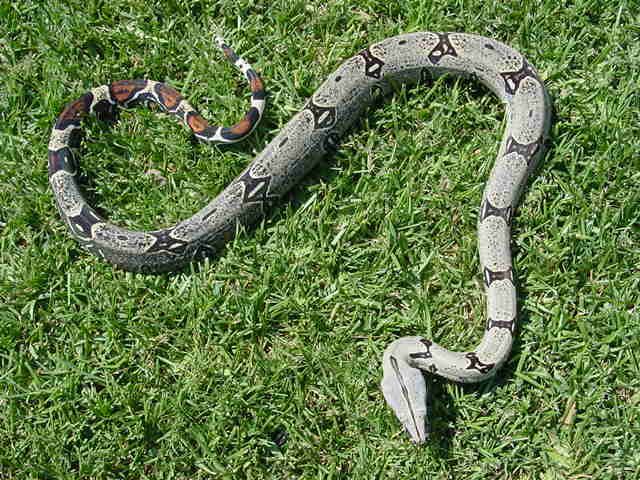 Pecullpa Peruvian