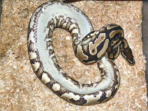 yellow belly male #2