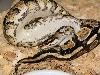 Yellow Belly Male