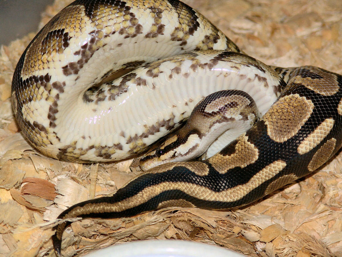 Yellow Belly Male