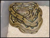 Tiger Het Type 2 Albino/male