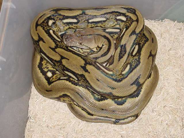 Tiger Het Type 2 Albino/male