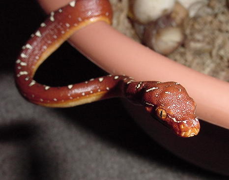 more babies