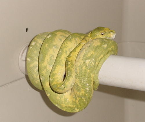 Female Biak